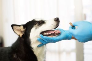 la-importancia-de-la-desparasitacion-en-perros-y-gatos