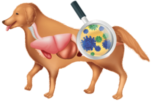 Anatomy-of-a-dog-Magnify-Combined-440×305