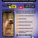 ¡Nuevo Curso de Especialización en Razas Braquicefálicas! Domina el manejo clínico integral
